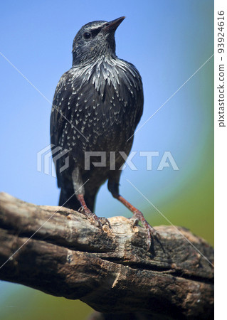Starling, Monfrague National Park, Spain Starling, Monfrague National Park, Spain 93924616
