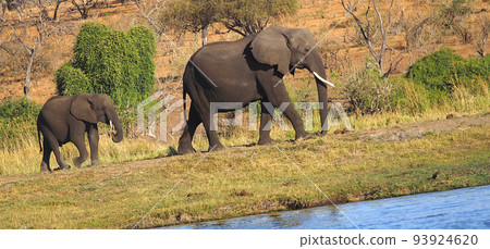 Elephant, Chobe National Park, Botswana 93924620