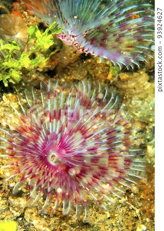 Feather Duster Worms,  Lembeh, Indonesia 93924627