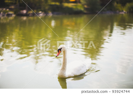 Beautiful white swan swims in the lake 93924744
