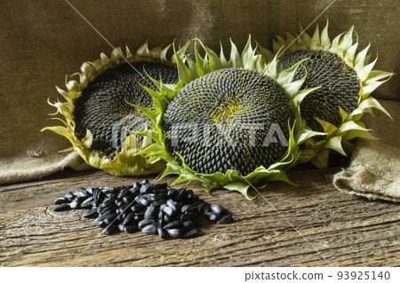 A ripe sunflower with seeds lies on an old board A ripe sunflower with seeds lies on an old board 93925140