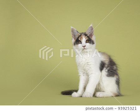 Maine Coon cat kitten on green background 93925321