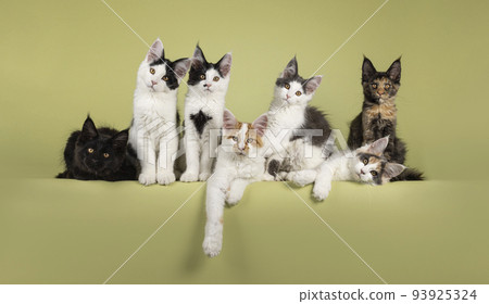 Maine Coon cat kittens on green background Maine Coon cat kittens on green background 93925324