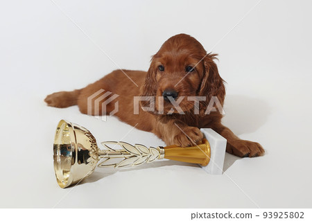 Brown adorable Irish setter puppy with a champion cup winner. photo shoot in the studio on a white background 93925802