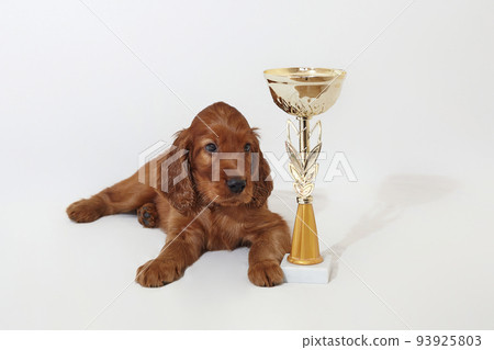 Brown adorable Irish setter puppy with a champion cup winner. photo shoot in the studio on a white background Brown adorable Irish setter puppy with a champion cup winner. photo shoot in the studio on a white background 93925803
