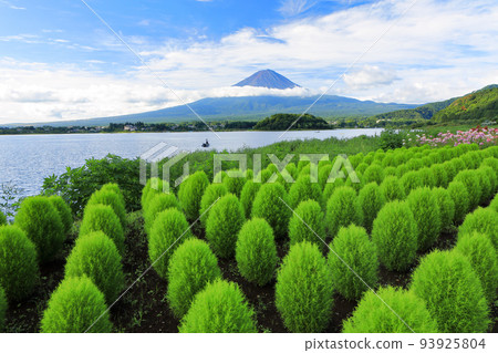 Scenery of Kawaguchiko Oishi Park in summer (kochia) Kawaguchiko Town, Yamanashi Prefecture Scenery of Kawaguchiko Oishi Park in summer (kochia) Kawaguchiko Town, Yamanashi Prefecture 93925804