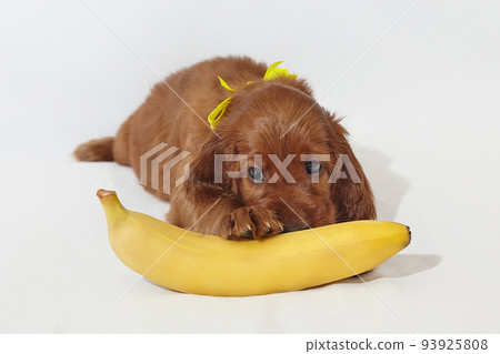 Brown charming Irish setter puppy with a yellow ripe banana. photo shoot in the studio on a white background Brown charming Irish setter puppy with a yellow ripe banana. photo shoot in the studio on a white background 93925808