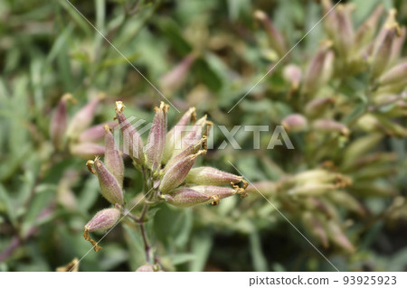 Soapwort Max Frei 93925923