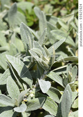 Everlasting Summer Snow 93925924