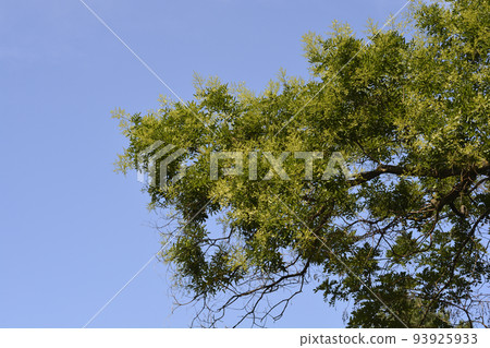 Japanese pagoda tree 93925933