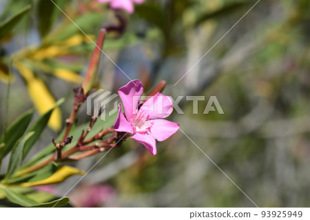 Common oleander 93925949