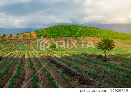 Rubber plantation farming area in the south of Thailand, Latex rubber, Para rubber tree garden 93926739