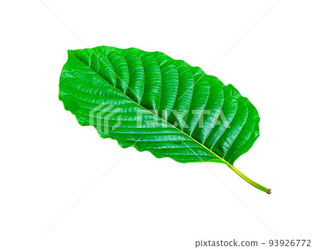 Tropical green leaf isolated on white background 93926772