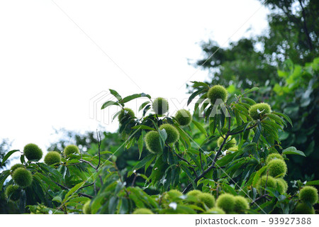 Green chestnut fruit Green chestnut fruit 93927388