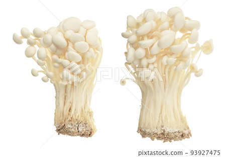 Enoki mushroom, Golden needle mushroom isolated in white background with full depth of field. 93927475