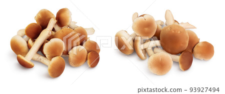 honey fungus mushrooms isolated on white background with full depth of field 93927494