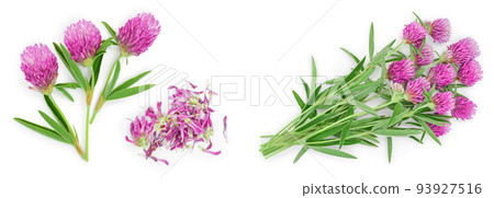 flower of a red clover clover with leaves and a stem close-up isolated on a white background. Top view. 93927516