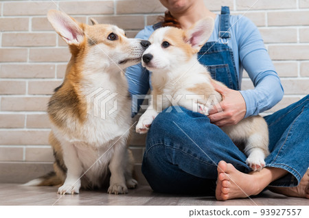 The owner holds a pembroke corgi mom and a puppy against the backdrop of a brick wall. Dog family. 93927557