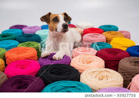 Close-up of Jack Russell Terrier dog among multi-colored cotton skeins. Close-up of Jack Russell Terrier dog among multi-colored cotton skeins. 93927758