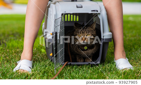 A gray striped cat lies in a carrier on the green grass in the open air next to the feet of the owner. 93927905