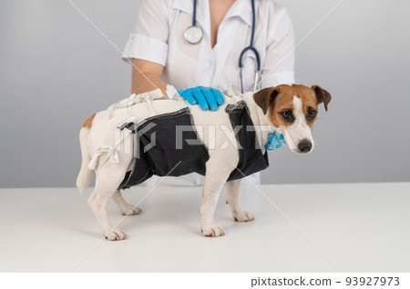 A doctor puts a blanket on a Jack Russell Terrier dog after a surgical operation. 93927973