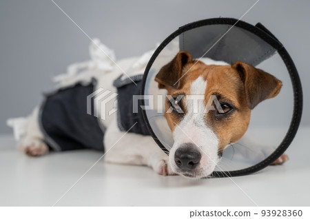Sad dog jack russell terrier in a blanket and a cone collar after surgery. Sad dog jack russell terrier in a blanket and a cone collar after surgery. 93928360