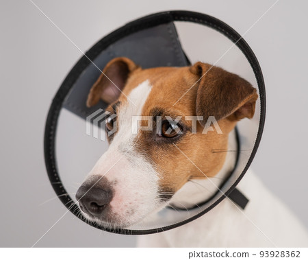 Jack Russell Terrier dog in plastic cone after surgery. Jack Russell Terrier dog in plastic cone after surgery. 93928362