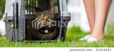 A gray striped cat lies in a carrier on the green grass in the open air next to the feet of the owner. 93928442