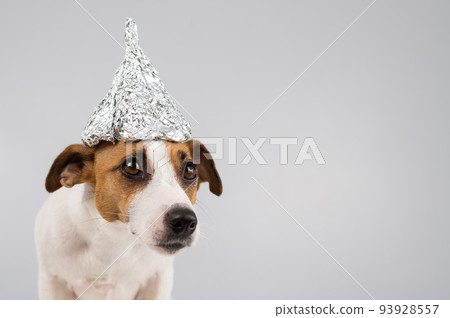 Portrait of a Jack Russell Terrier dog in a tinfoil hat on a white background. Portrait of a Jack Russell Terrier dog in a tinfoil hat on a white background. 93928557
