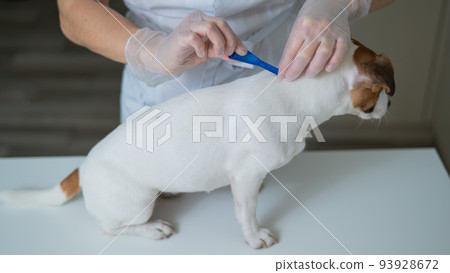 A veterinarian treats a dog from parasites by dripping medicine on the withers.  93928672