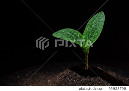 Zucchini sprout in dew drops on a black background.  93928796