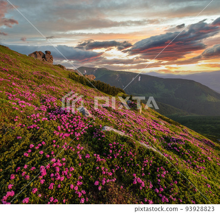 Pink rose rhododendron flowers on summer mountain slope, Carpathian, Ukraine. 93928823