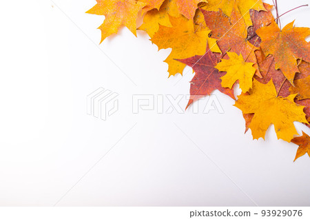 Fallen maple leaves on a white background with blank space. Autumn flat lay Fallen maple leaves on a white background with blank space. Autumn flat lay 93929076