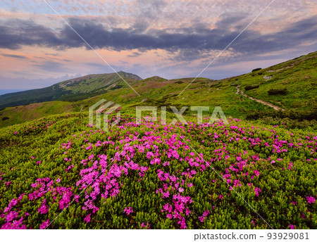 Pink rose rhododendron flowers on summer mountain slope 93929081