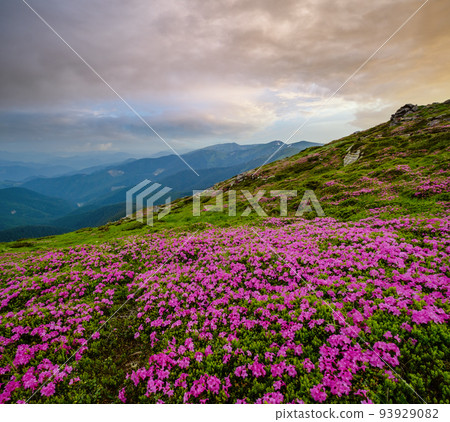 Pink rose rhododendron flowers on summer mountain slope 93929082