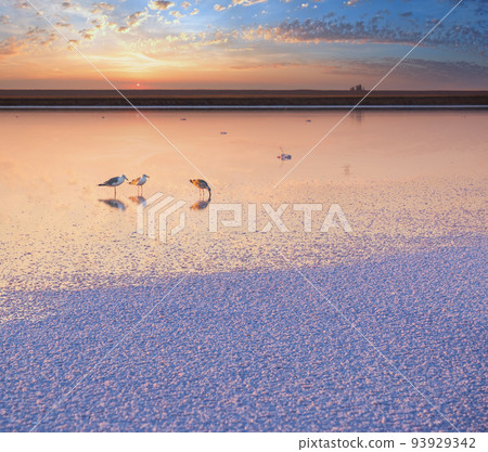 Seagulls on sunset Genichesk pink salty lake, Ukraine Seagulls on sunset Genichesk pink salty lake, Ukraine 93929342