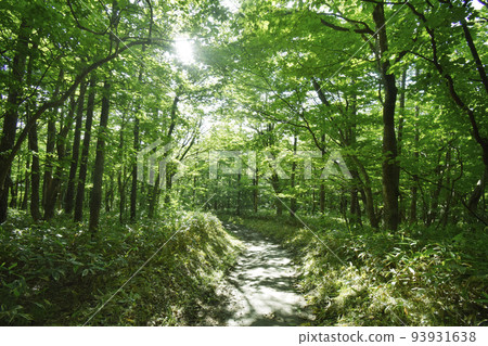 前往豆團森林的路上（宮城縣白石市） 93931638