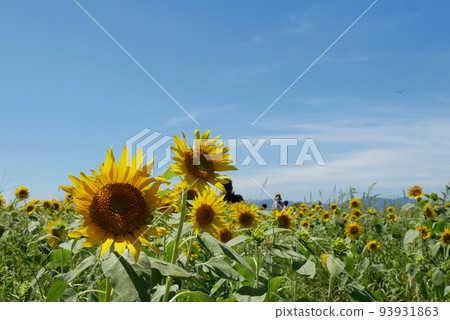sunflower path and people 93931863