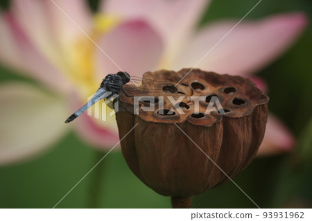 白蜻蜓靠著蓮花休息 白蜻蜓靠著蓮花休息 93931962