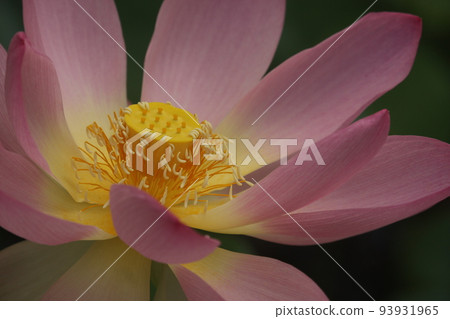 蓮花的大柱頭由金色變為綠色，變為棕色，從而長出蓮花果實。 93931965