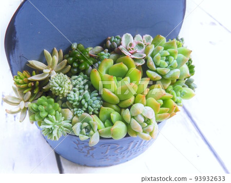 多汁的種植 多汁的種植 93932633