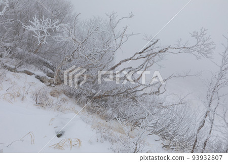 Central Alps Senjojiki Cirque Nagano Prefecture Betula covered with frost-covered trees Central Alps Senjojiki Cirque Nagano Prefecture Betula covered with frost-covered trees 93932807