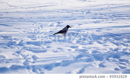 Lonely crow in winter snow drifts on a sunny day Lonely crow in winter snow drifts on a sunny day 93932829