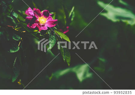 Burgundy rosehip flower in a sunbeam among green foliage Burgundy rosehip flower in a sunbeam among green foliage 93932835