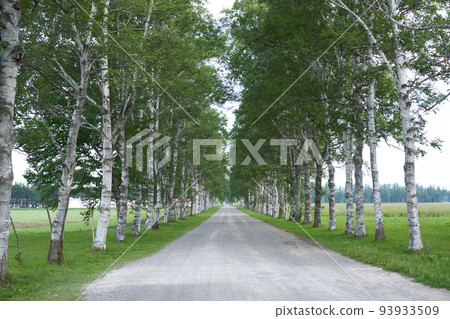十勝牧場美麗的白樺樹行 93933509