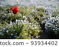 A single red tulip blooming in a nemophila field 93934402