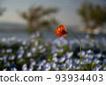 A single flower blooming in the nemophila field 93934403