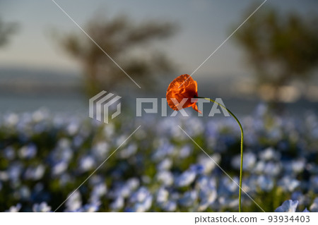 A single flower blooming in the nemophila field A single flower blooming in the nemophila field 93934403