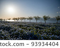 Seaside nemophila field 93934404