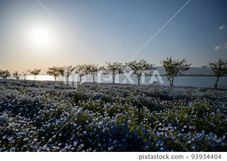 Seaside nemophila field Seaside nemophila field 93934404